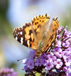 Attract Butterflies for More Flowers and Joy | The Old ...