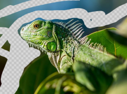 LunaPic | Free Online Photo Editor |