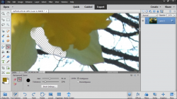 Remove a Background Using Photoshop Elements