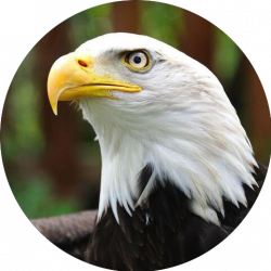 LunaPic | Free Online Photo Editor |