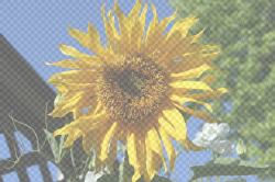 LunaPic | Free Online Photo Editor | Alpha Transparency