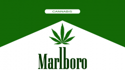 Marlboro Cannabis 8333x4688px | There is no transparent part ...