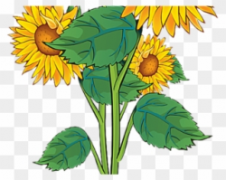 Plant Clipart Summer - Sun Flowers Clip Art - Png Download ...