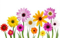 Free may flowers clipart | Clipart | Spring flowers images, Flower ...