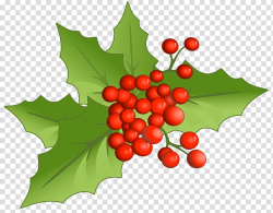 Mistletoe graphic art, Holly Aquifoliales Natural foods ...