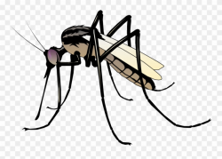 Insect 06 Free Vector 4vector - Clip Art Mosquito - Png ...