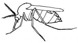 Free Mosquito Cliparts, Download Free Clip Art, Free Clip ...