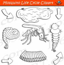Mosquito Life Cycle Clipart