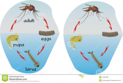 Life Cycle Of A Mosquito Clipart