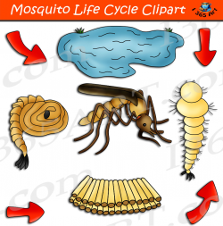 Mosquito Life Cycle Clipart Set Download