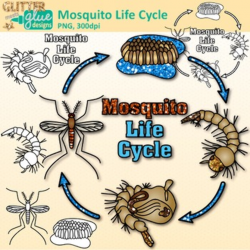 Mosquito Life Cycle Clip Art: Insect and Bug Graphics {Glitter Meets Glue}