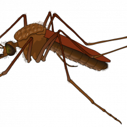Mosquito clipart animated, Mosquito animated Transparent ...