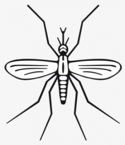 Free Mosquito Clip Art with No Background - ClipartKey