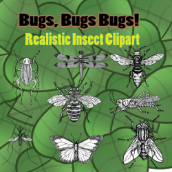 Realistic Insect Clipart - White fill and black lines - Commercial Use OK!