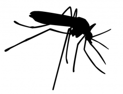 Mosquito Clipart | Free download best Mosquito Clipart on ...