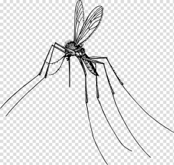 Mosquito Insect Gnat Pest , mosquito transparent background ...