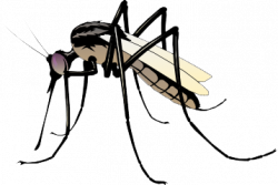 Backgrounds for cartoon mosquito transparent background clip ...