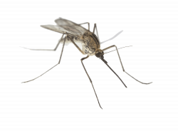 Download Mosquito PNG Clipart - Free Transparent PNG Images ...