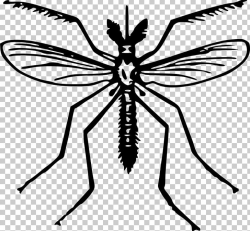 Yellow Fever Mosquito Insect PNG, Clipart, Arthropod ...