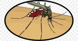Mosquito Insect Clip Art Zika Virus Zika Fever, PNG ...