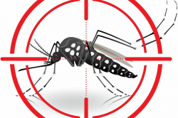 Can GMO mosquitoes really help us stop Zika? A closer look ...