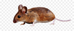 Mouse, Iphone, Rat, transparent png image & clipart free download