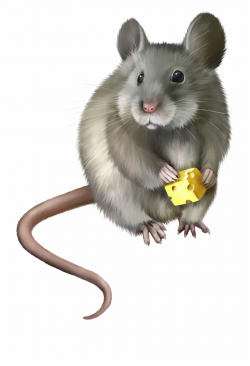 Mouse Animal Png - Clip Art Realistic Mouse Free PNG Images ...