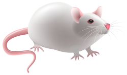 Mouse PNG Clip Art - Best WEB Clipart