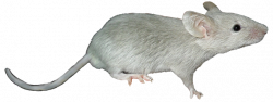 Realistic Clipart mouse 1 - 591 X 224 | Dumielauxepices.net