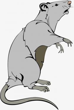 Gray Mouse Standing, Mouse Clipart, Gray, Standing PNG Transparent ...