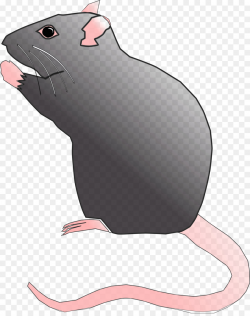 Rat, Mouse, Graphics, transparent png image & clipart free download