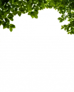Flower bush clip transparent stock - RR collections