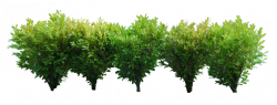 Image result for shrubs clipart transparent background | tree ...