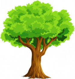 Tree Download Oak Woody plant free commercial clipart - Branch,Tree ...