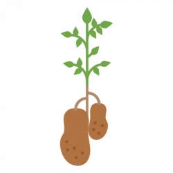Potatoes plant design element - Transparent PNG & SVG vector