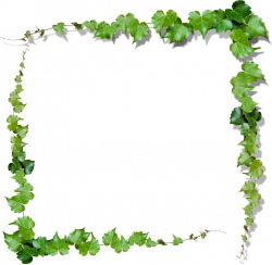 vine leaves border frame nature ftestickers...