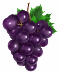 Free Purple Grapes Cliparts, Download Free Clip Art, Free Clip Art ...