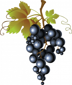 Images For > Clipart One Grape | mailboxes | Uva dibujo, Fruta uva, Uvas