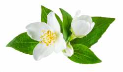 Jasmine Flower PNG images free download