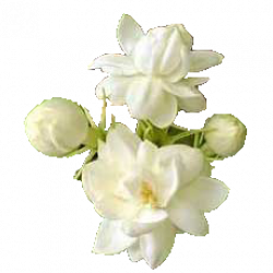 Mogra Flower PNG Transparent Mogra Flower.PNG Images. | PlusPNG