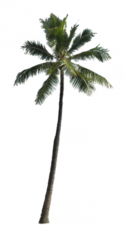 Pin by Arvin Forto on Palm trees | Pinterest | Palm tree png, Palm ...