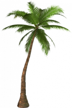 Pin by Shereen Rateb on Trees PNG | Palm tree png, Palm, Palm trees