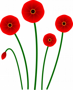 Red Poppy Flowers - Free Clip Art