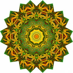 Art Forms in Nature Symmetry Haeckel Nature Illustrations: Ferns ...