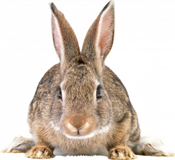 Rabbit PNG images, free png rabbit pictures download