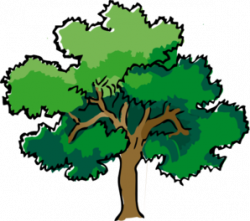Download Free png pin Rainforest clipart narra | DLPNG