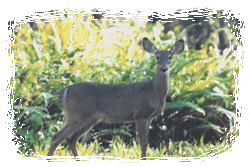 Vacation Home Rentals, Log Cabin, Riverside Cottage, Homosassa ...