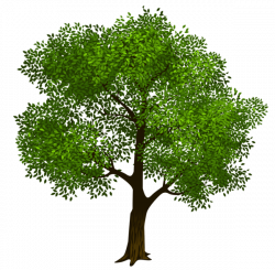 Transparent Green Tree Clipart Picture | nature clipart | Pinterest ...