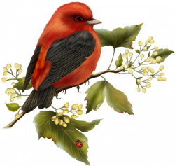 Red and Black Bird Free Clipart | Birds | Pinterest | Birds, Bird ...