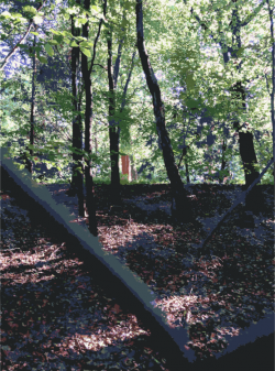 Woodland Nature reserve Temperate broadleaf and mixed forest ...